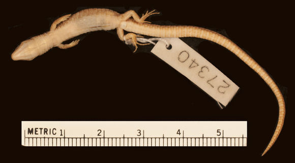 Image of <i>Ptychoglossus nicefori</i> (Loveridge 1929)