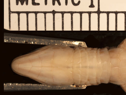 Image of <i>Ptychoglossus nicefori</i> (Loveridge 1929)