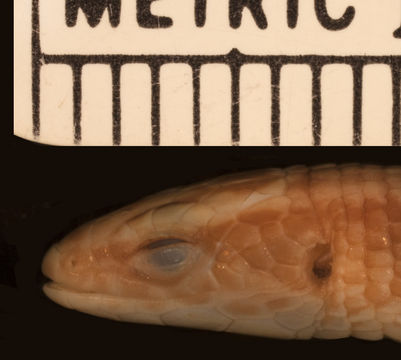 Image of <i>Ptychoglossus nicefori</i> (Loveridge 1929)