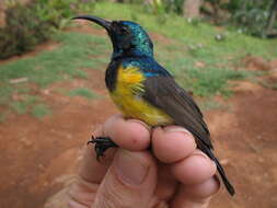 Cinnyris venustus (Shaw 1799) resmi