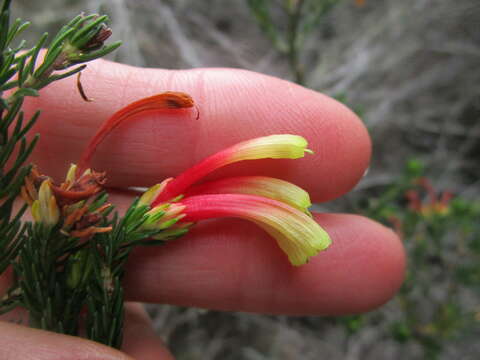 Image of Erica unicolor subsp. mutica E. G. H. Oliv. & I. M. Oliv.