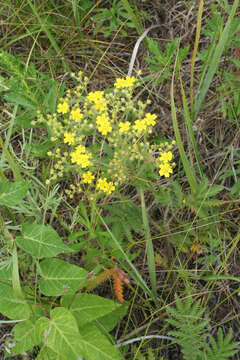 Image of Potentilla chinensis Ser.