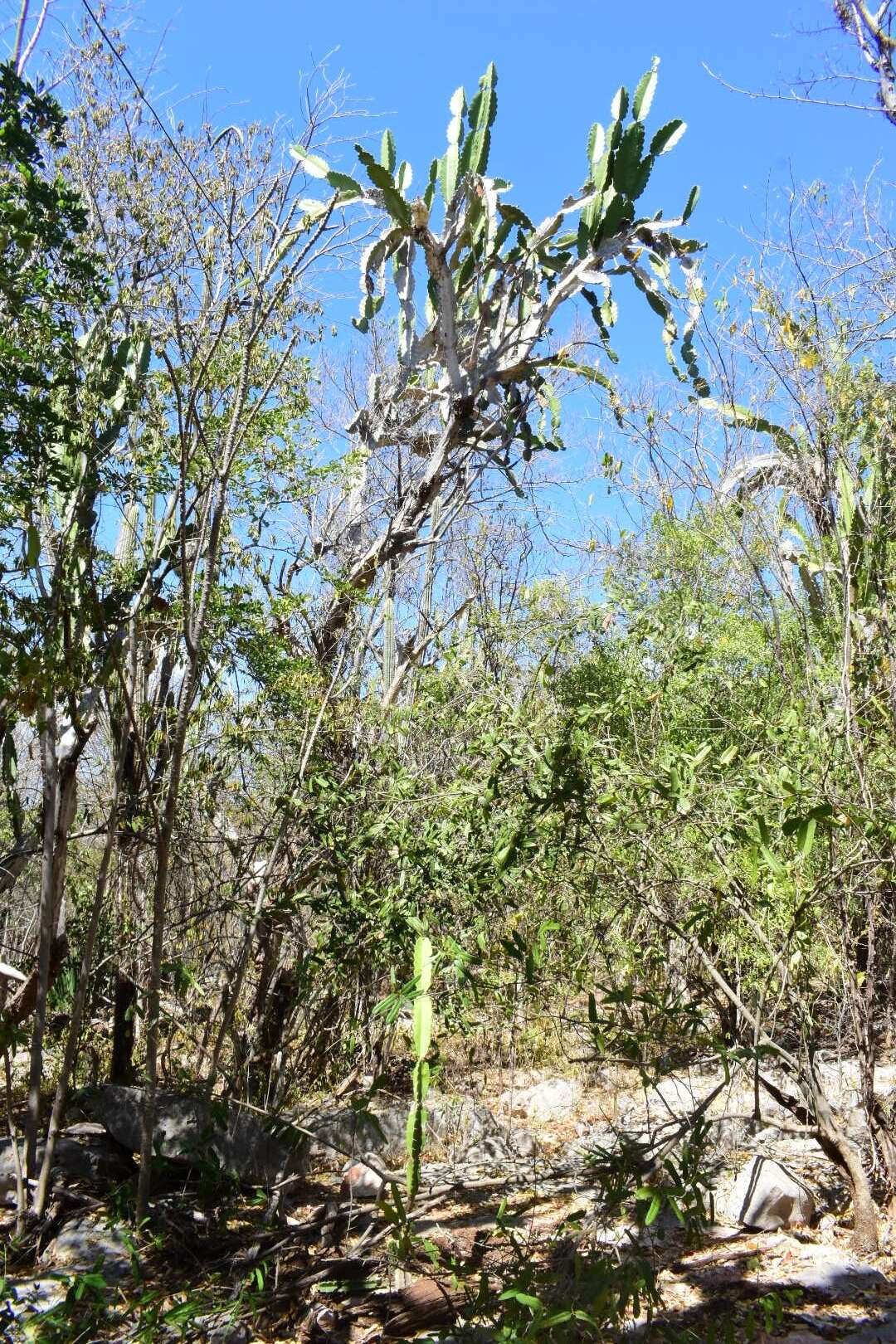 Dendrocereus undulosus (DC.) Britton & Rose的圖片