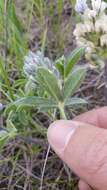 Image of large Indian breadroot