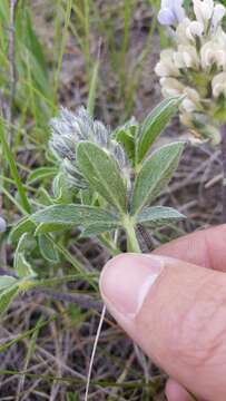 Image of large Indian breadroot