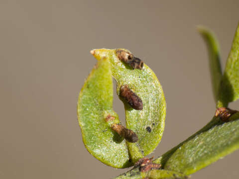 Image of Asphondylia clavata Gagne 1990