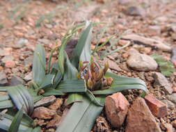 Image of Androcymbium cuspidatum Baker