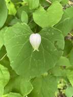 Imagem de Clematis versicolor Small