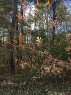 Image of Allegheny Serviceberry