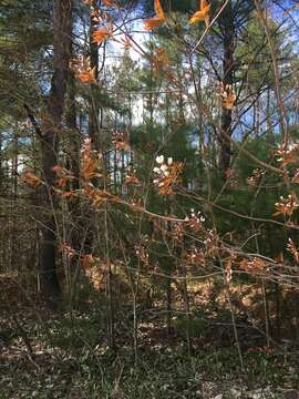 Image of Allegheny Serviceberry