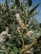 Image of Gray-Leaf Sierran Willow