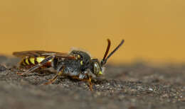 Image of Nomada ferruginata (Linné 1767)