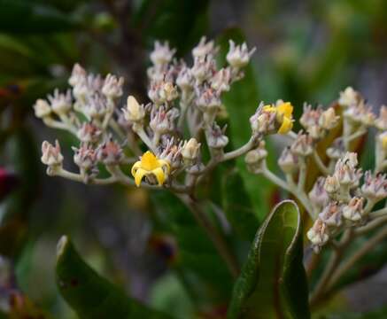 Imagem de Argophyllum grunowii Zahlbr.