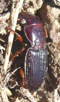 Image of Cratacanthus dubius (Palisot de Beauvois 1811)