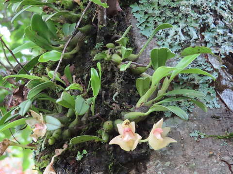 Image de Bulbophyllum pectinatum Finet