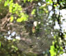 Image of Micrathena teresopolis Levi 1985