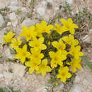 Imagem de Linum elegans Boiss.