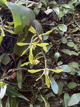 Слика од Sarcochilus olivaceus Lindl.