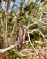 Image of twisted airplant