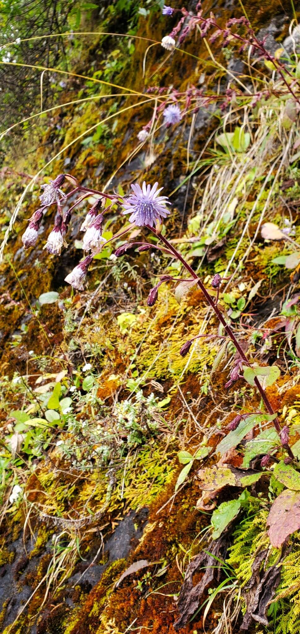 Image de Melanoseris bracteata (Hook. fil. & Thomson ex C. B. Cl.) N. Kilian