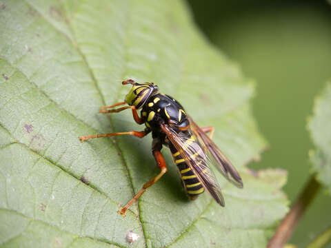 Image of Spilomyia diophthalma (Linnaeus 1758)