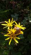 Image of Ligularia hodgsonii Hook.