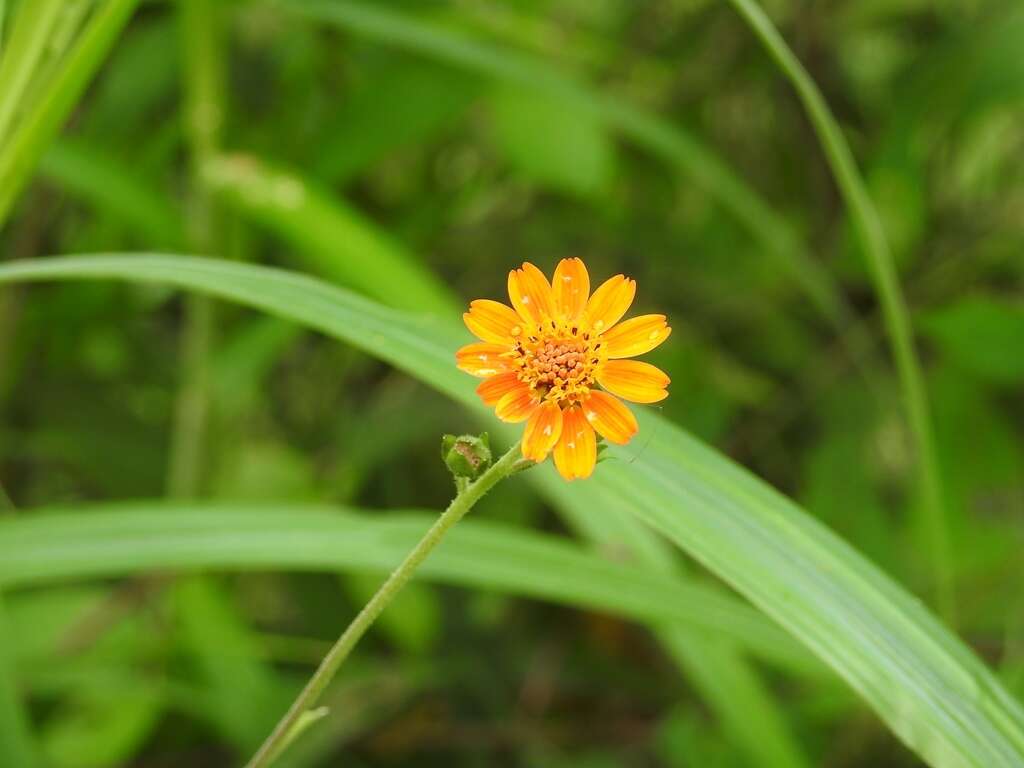 Image of Smallanthus oaxacanus (Sch. Bip. ex Klatt) H. Rob.