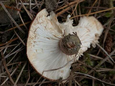 Image of Tricholoma batschii Gulden 1969