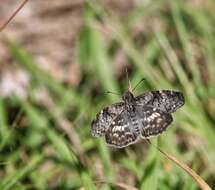 Image of Chiomara asychis Stoll 1780