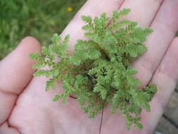 Image of Azolla rubra R. Br.