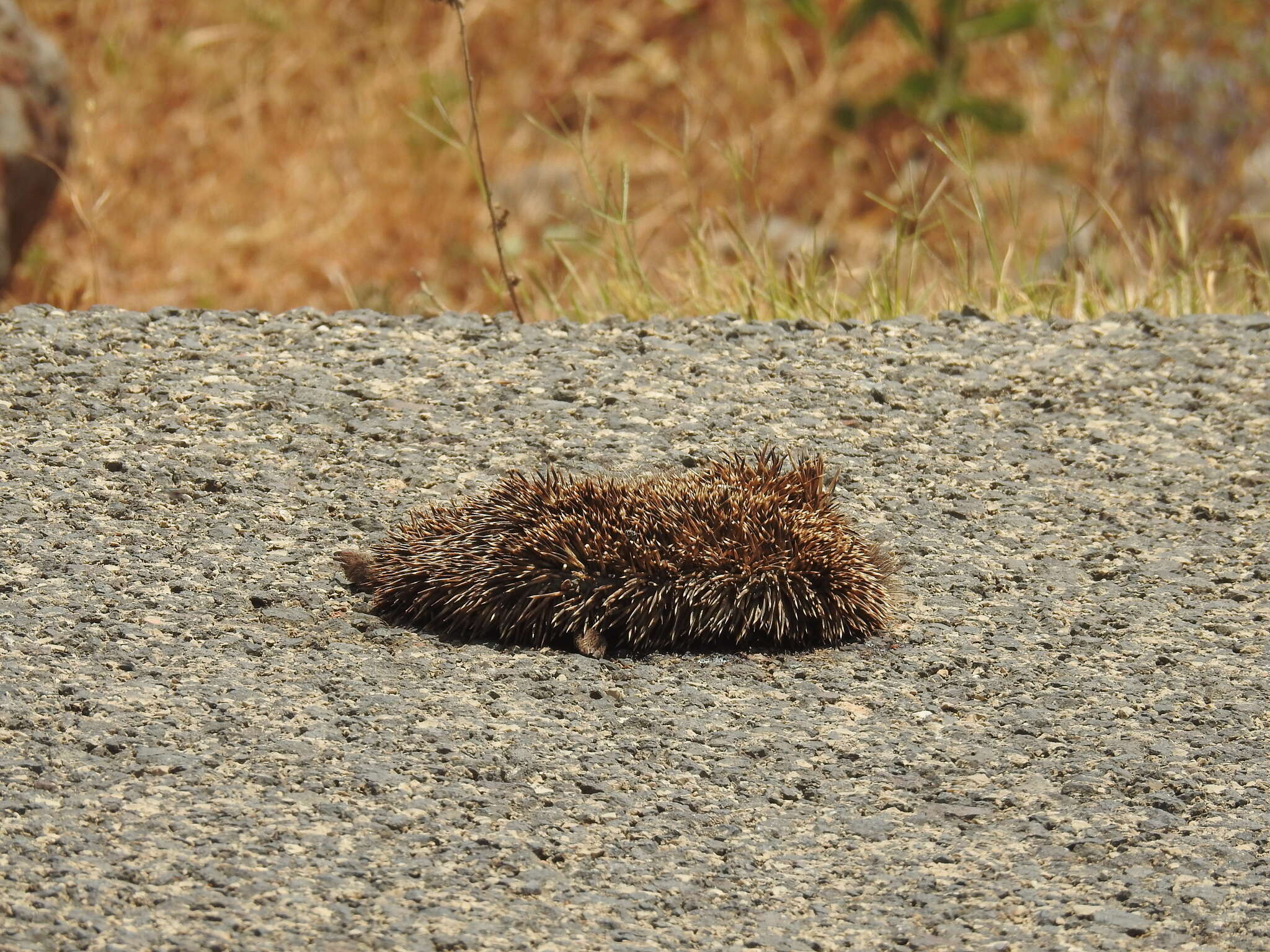 Image of Eastern European Hedgehog