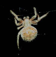 Imagem de Pararaneus cyrtoscapus (Pocock 1898)