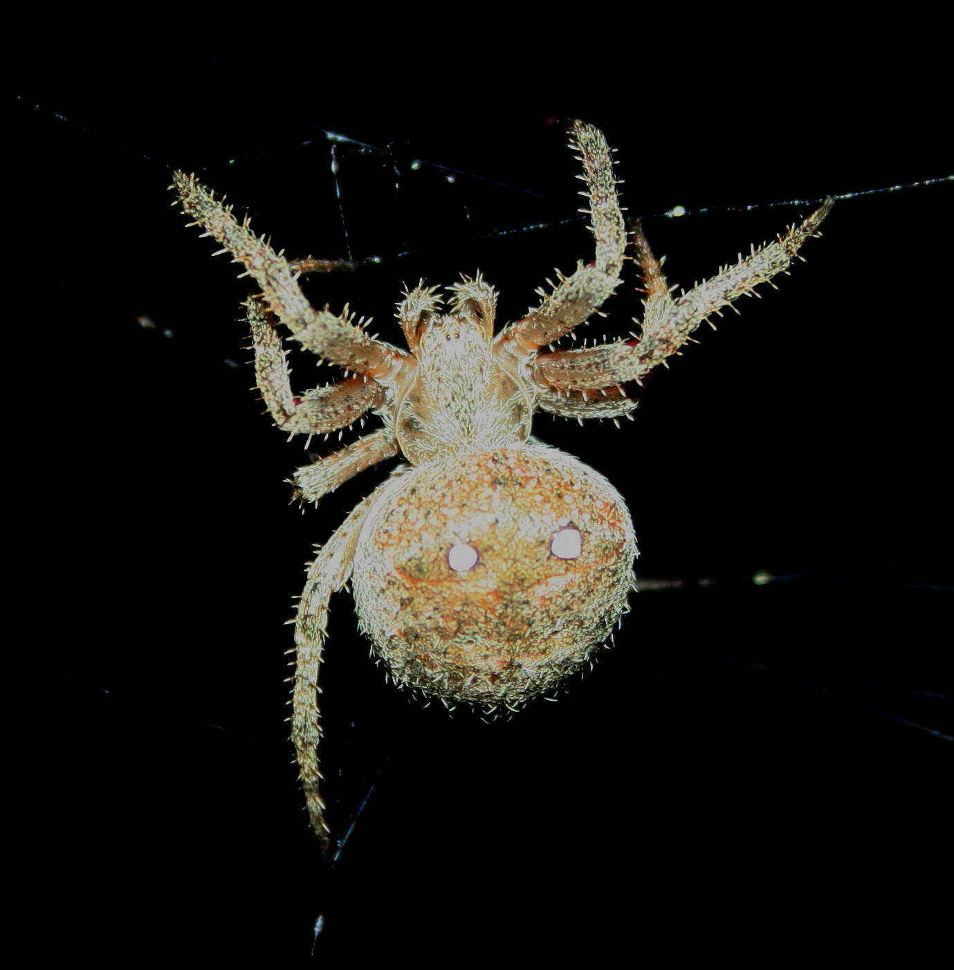 Image of Pararaneus cyrtoscapus (Pocock 1898)