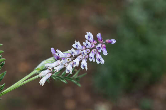 Imagem de Vicia pulchella Kunth