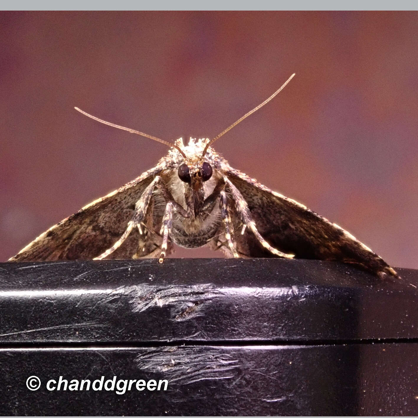 Image de Lithacodia crotopha Swinhoe 1905