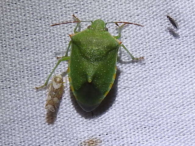 Image of Red-shouldered Stink Bug