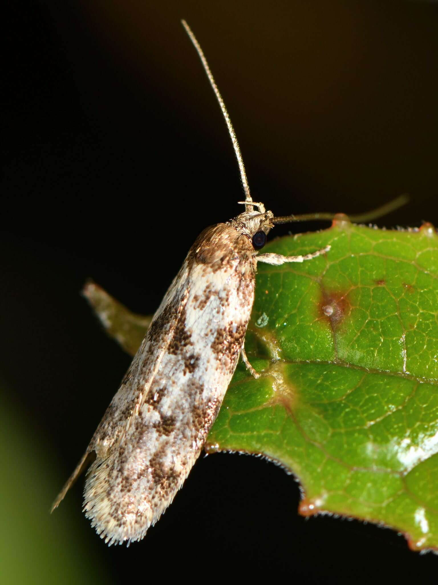 Image of Trachypepla photinella Meyrick 1883