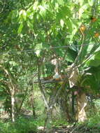 Image of Caatinga Cacholote