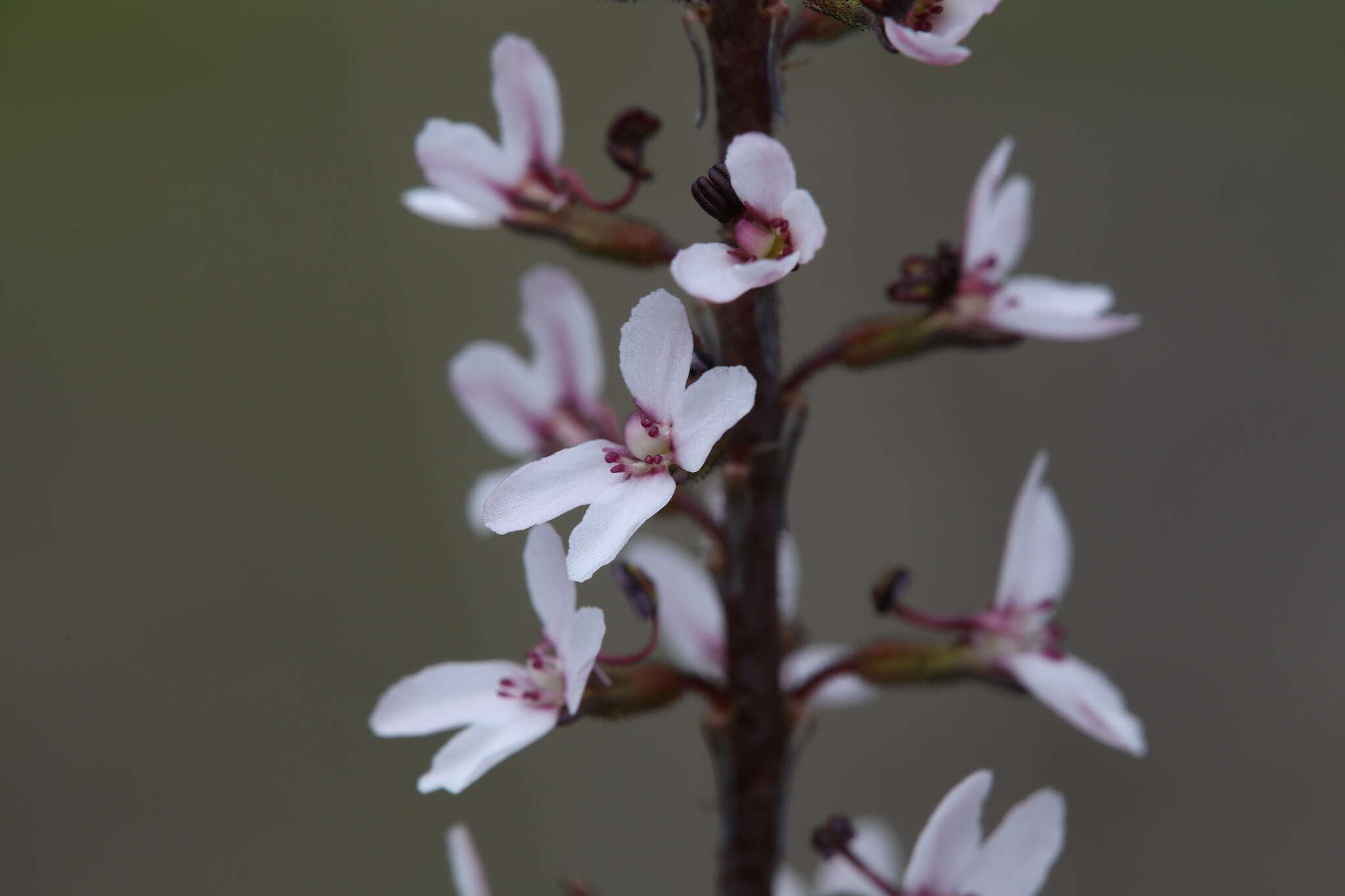 Image de Stylidium diversifolium R. Br.