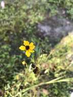 صورة Coreopsis leavenworthii Torr. & A. Gray