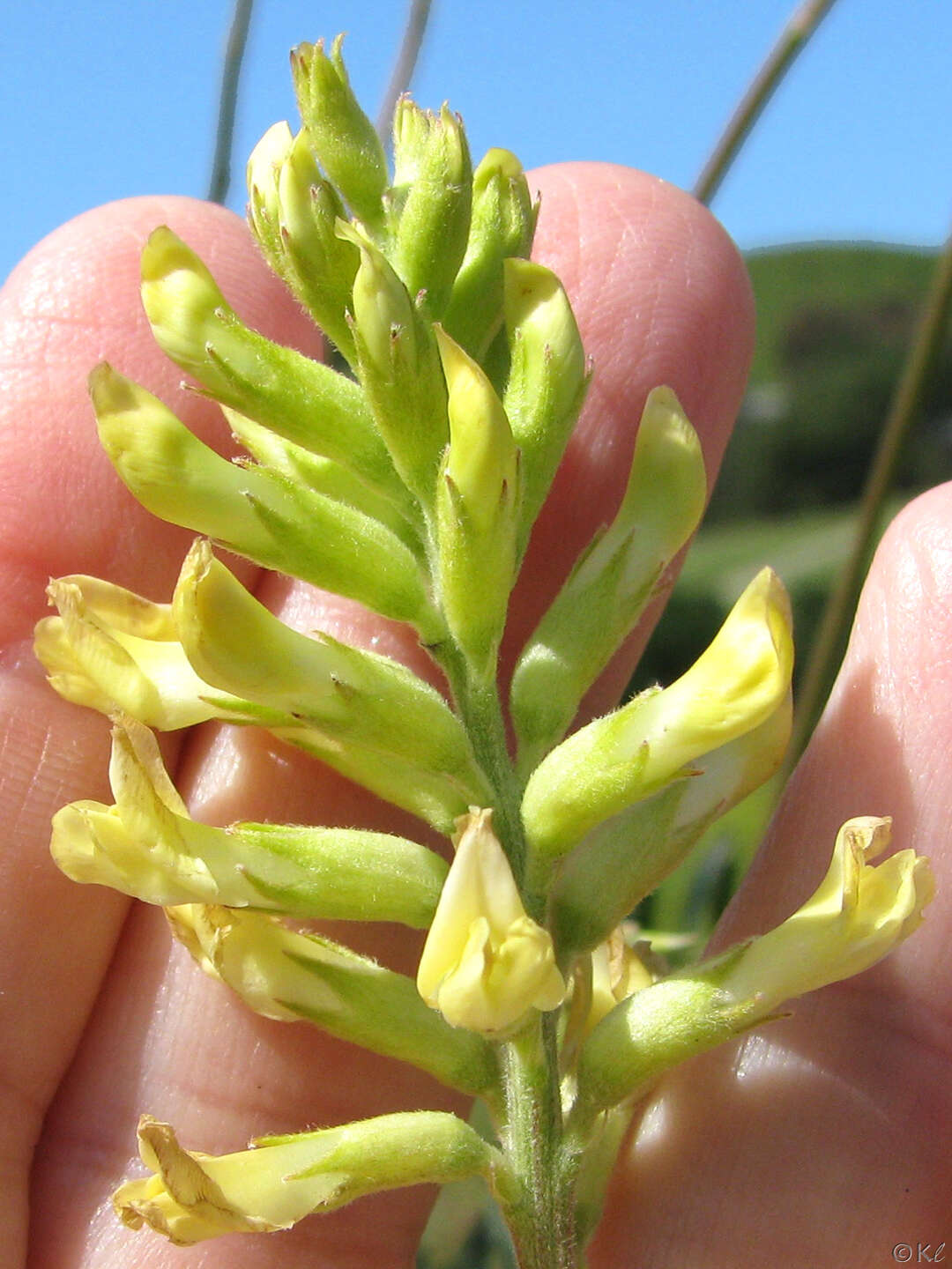 Imagem de Astragalus asymmetricus Sheldon