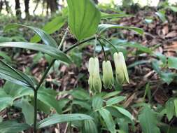 Image of Disporum sessile D. Don ex Schult. & Schult. fil.