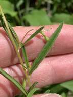 Plancia ëd Oenothera fruticosa L.