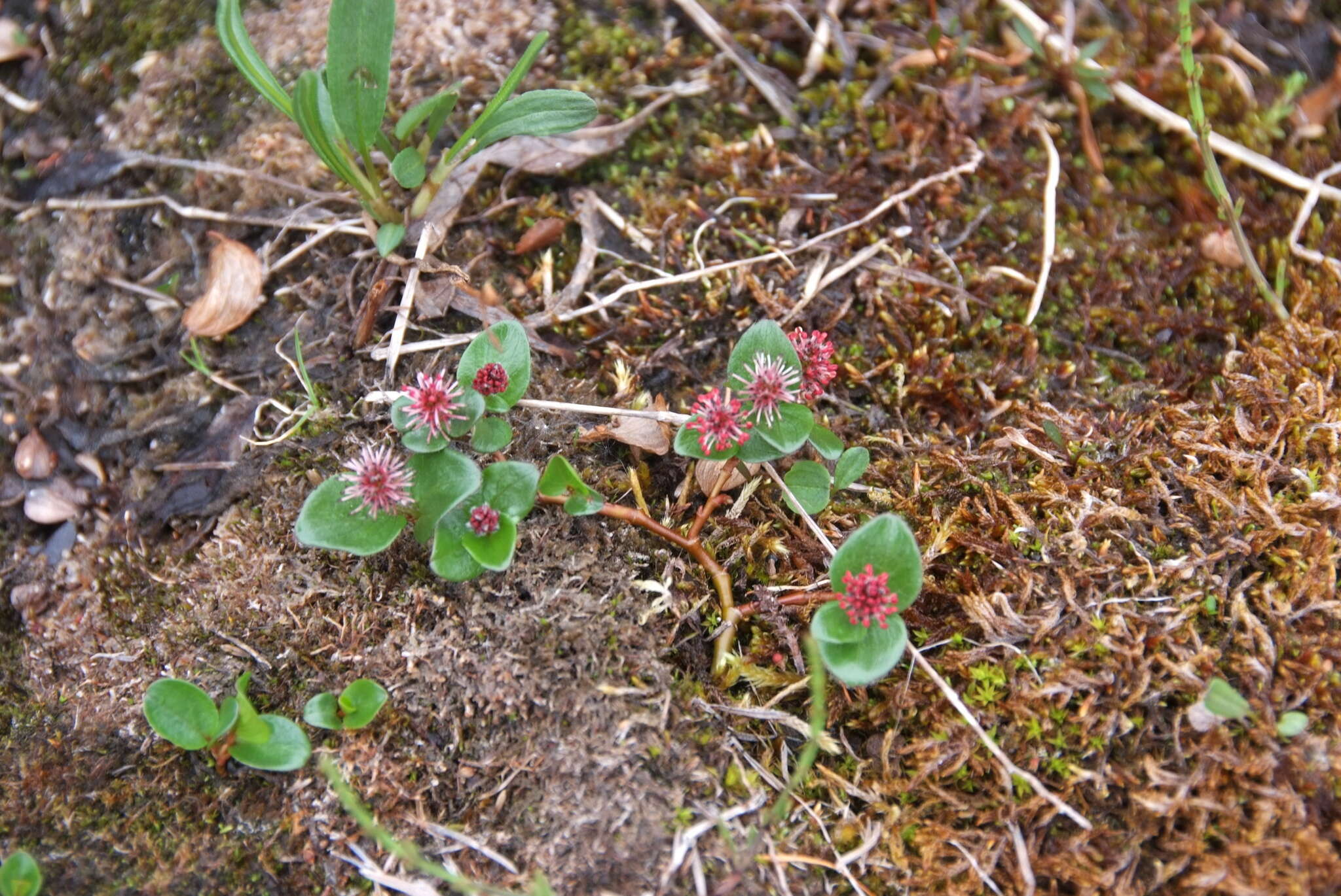 Слика од Salix polaris Wahlenb.