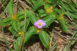 Image of Antherotoma debilis (Sond.) H. Jacques-Félix