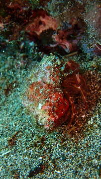 Image of rocky-shore hermit crab