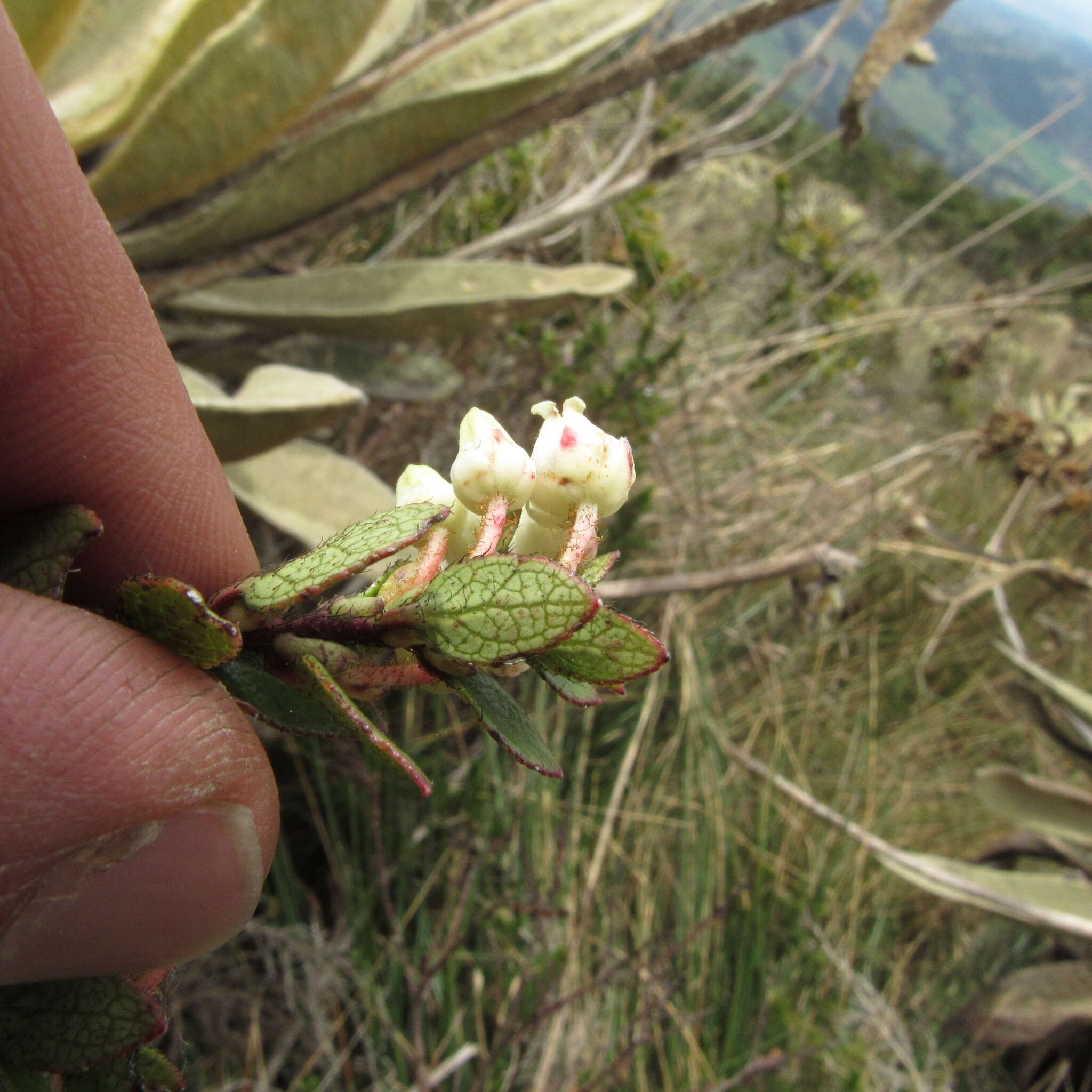 Sivun Gaultheria anastomosans (L. fil.) Kunth kuva