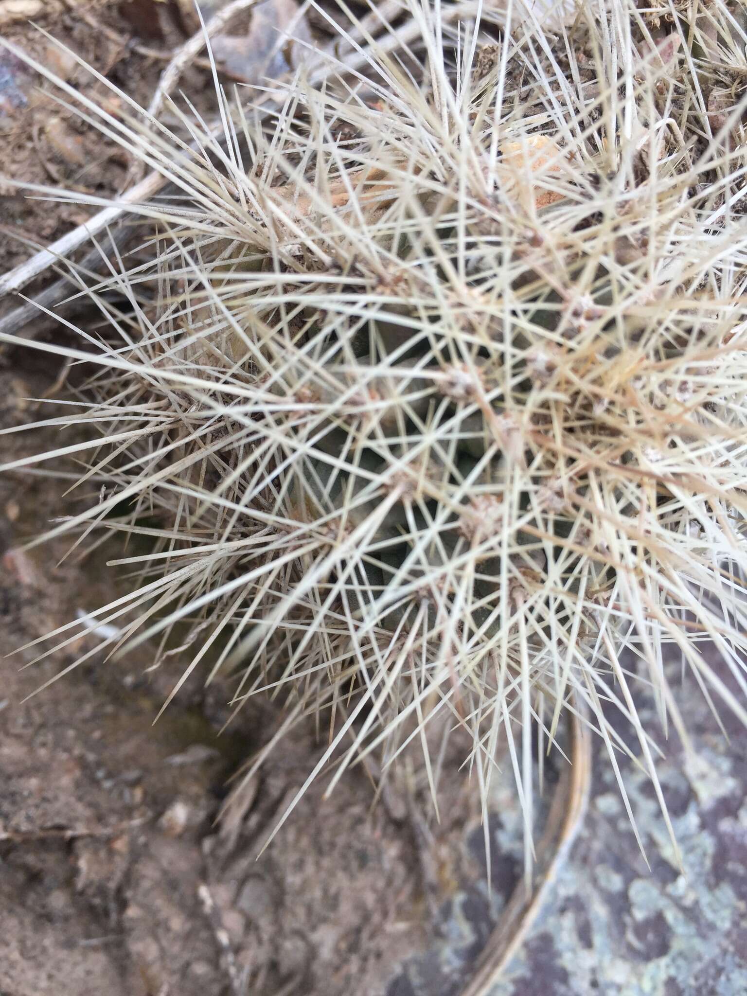 Image of Echinocereus coccineus subsp. coccineus