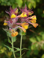 Image of Melampyrum carstiense (Ronn.) Fritsch