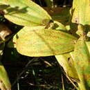 Image of Puccinia gentianae (F. Strauss) Link 1824